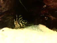 /album/fotogalerij/l401-achterkant-jpg/